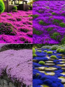 1000 Creeping Thyme Seeds – Multi-Color Ground Cover for Gardens, Pathways & Stepping Stones