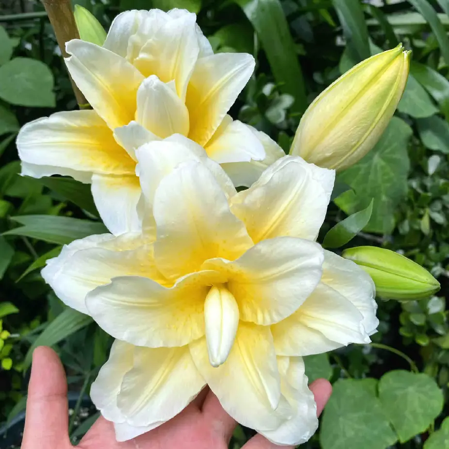 Roselily Ludwina Double Oriental Fragrant Lily Bulbs, Pollen-Free Creamy Yellow Large Blooms, Perennial Flower Bulbs for Home Garden Patio Planting