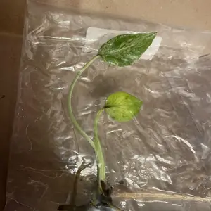 Monstera Bulbasaur Tissue Culture