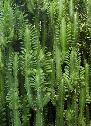 Green African Milk Tree - Euphorbia trigona 'Green'