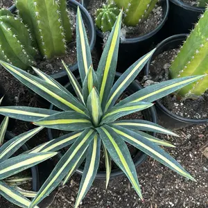 agave or yucca plant 6 inch pot bare roots