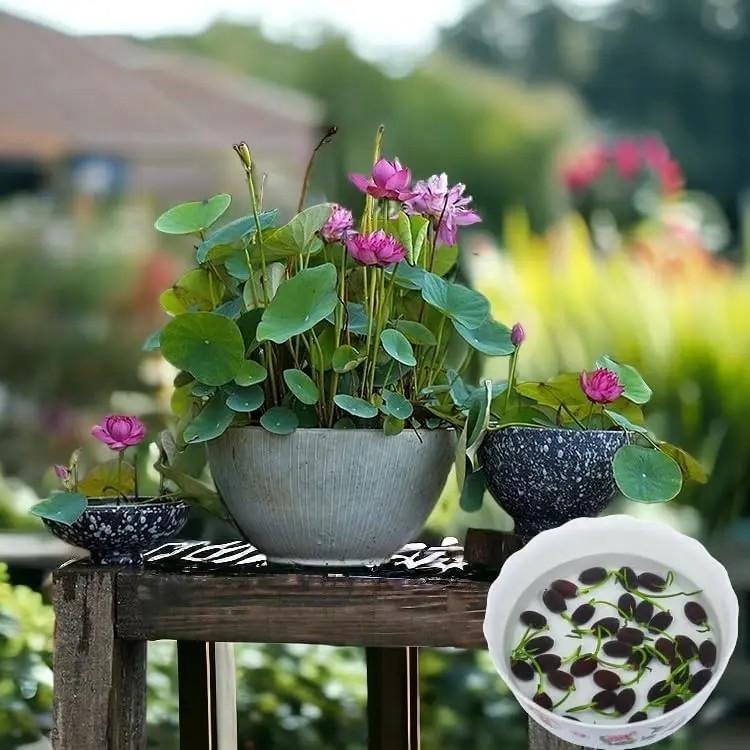 20+ pcs Mixed Colors Lotus Seeds Water Lily Flower Plant Seeds