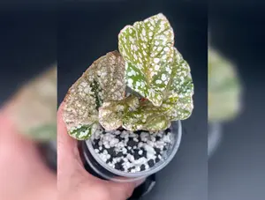 Begonia Snow Capped Pink Variegated