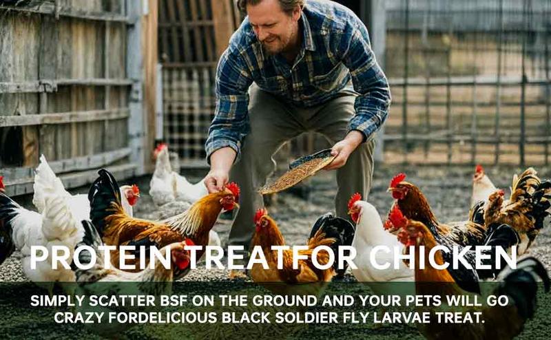 11LBS Non-GMO-Dried Worms for Chickens All Natural Dried Black Soldier Fly Larva Treats, Dried Meal Worms for Chickens, Hens, Birds... Dry Food