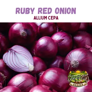 Ruby Red Onion Seeds (Allium cepa)
