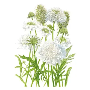 Snowmaiden Scabiosa Seeds
