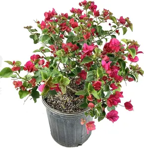 Red Bougainvillea - Live Plant in a 3 Gallon Pot - Bougainvillea 'Barbara Karst' - Beautiful Flowering Shrub