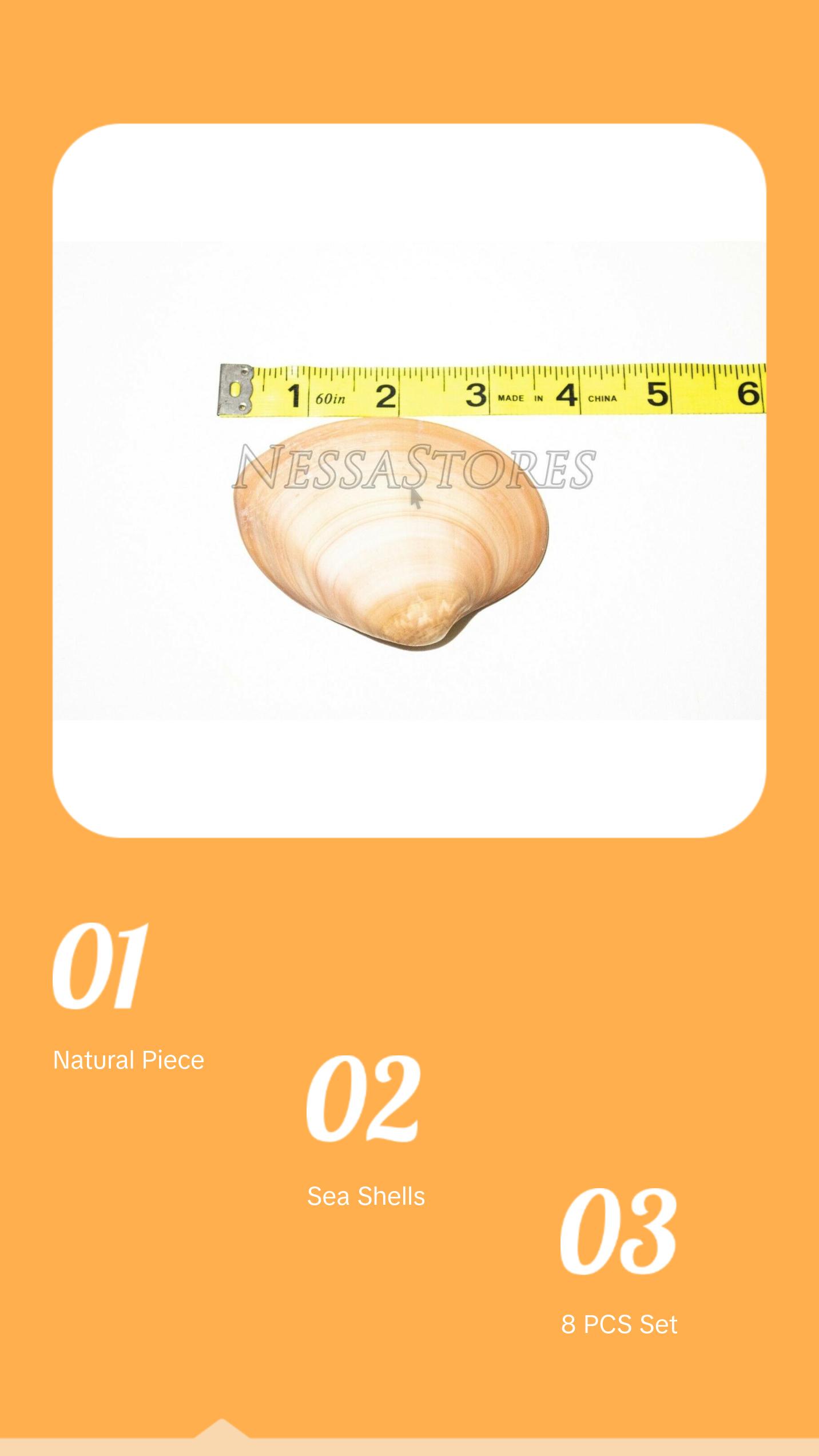 Brown Clam Sea Shell Beach Craft Scallop 3" - 4" (8 PCS ) #JC-76