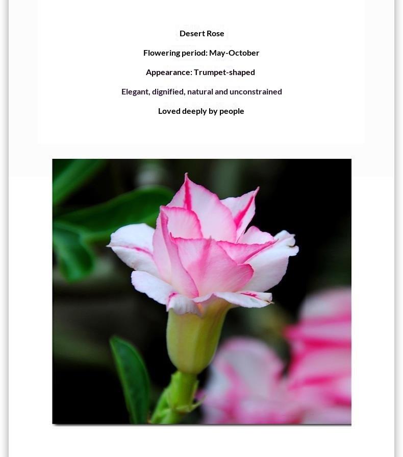 Multi-Color Desert Rose Adenium Obesum Bonsai - 5+ Year Seedling with High Plasticity, Undamaged Branches & Nutrient Soil, Perfect for Home Decoration