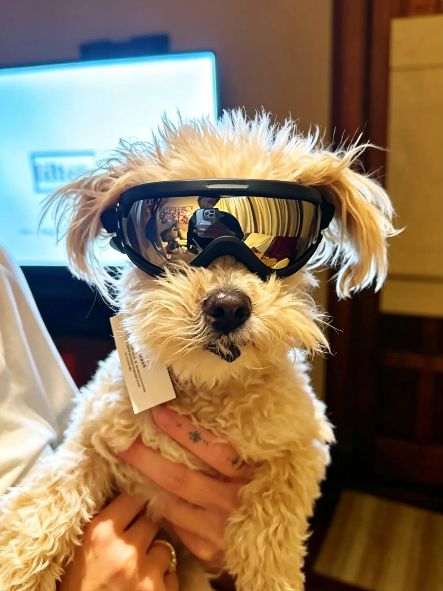Dog UV Blocking Goggles - Single Pair Outdoor Pet Eyewear with Silicone Edge, Adjustable Strap, Anti-Fog, Windproof, Dustproof for Tiny Breeds, Puppies (Driving, Riding)