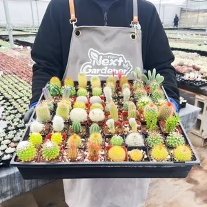 8pcs Rare Cactus Assorted Different Varieties Live Succulent Plants in 2in Planter Not Seeds Easy to Care Indoor Out Door Cacti, Low Maintenance, Easy Survive for Starters