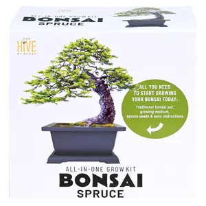 Spruce Bonsai Grow Kit | Complete Set