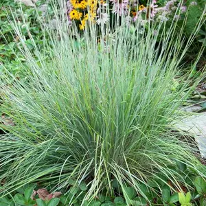 Little Bluestem Seeds 'Native American Prairie Grass' (Schizachyrium scoparium) – Compact Native Grass – Ideal for Erosion Control, Low-Maintenance Meadows & Wildlife Habitats
