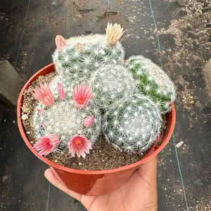 Mammilloydia Candida “snowball Cactus “