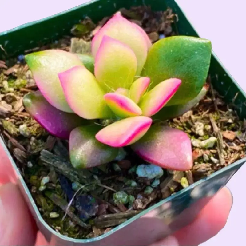 beaucarnea recurvata variegata Beaucarnea recurvata main image 1