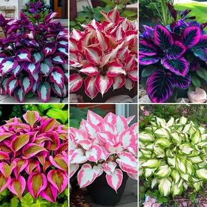 300 Mixed Rare Hosta Seeds for Home Garden Flower Plant Seeds Planting-Attract Pollinators Perennial Garden Decoration