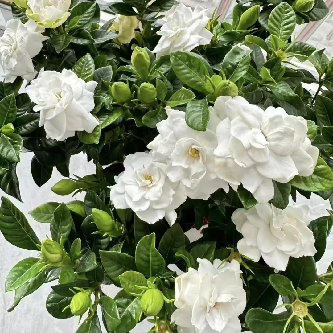 Gardenia Jasminoides Live Potted Shrub, Fragrant Easy-Care Ornamental Plant, Home Garden Balcony Decor