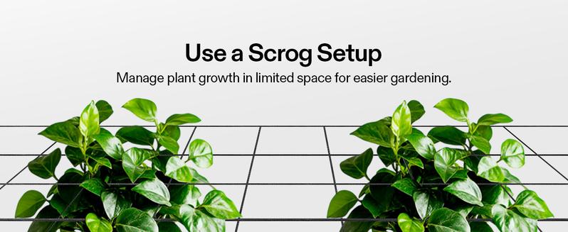 VIVOSUN Elastic Trellis Netting with 4 Hooks for Climbing Plants, Vegetables, Fruits, and Flowers, 1-Pack