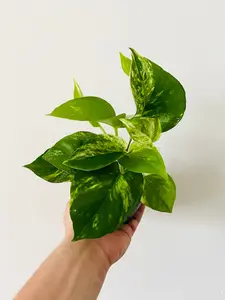 Golden Pothos - Epipremnum Aureum - 3" Pot