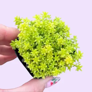 Sedum Tokyo Sun Plant in Pot / Greenhouse Grown Succulent