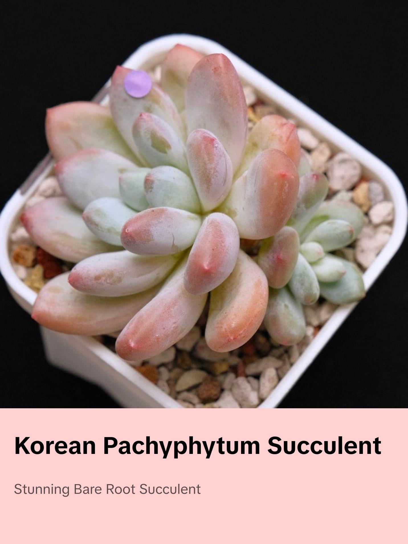 pot succulents Succulent Arrangement