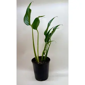 Monstera Burle Marx Flame