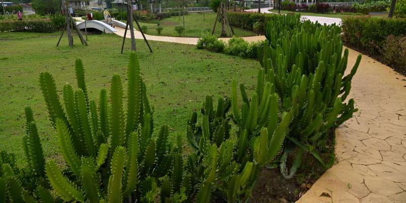 Green African Milk Tree - Euphorbia trigona 'Green'