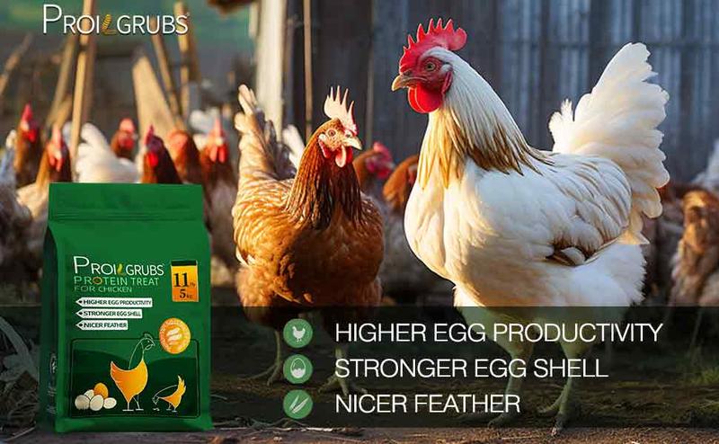 11LBS Non-GMO-Dried Worms for Chickens All Natural Dried Black Soldier Fly Larva Treats, Dried Meal Worms for Chickens, Hens, Birds... Dry Food 11LBS Non-GMO-Dried Worms for Chickens All Natural Dried Black Soldier Fly Larva Treats, Dried Meal Worms for Chickens, Hens, Birds... Dry Food