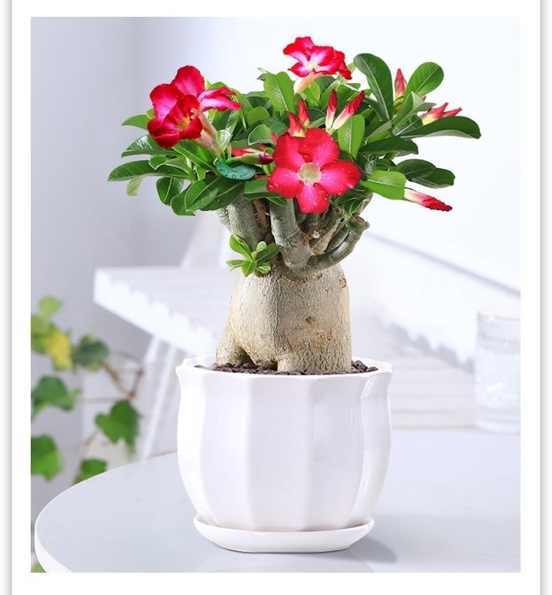 Multi-Color Desert Rose Adenium Obesum Bonsai - 5+ Year Seedling with High Plasticity, Undamaged Branches & Nutrient Soil, Perfect for Home Decoration