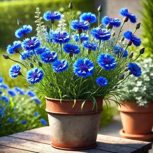 200PCS Blue Cornflower Seeds – Easy-Grow, Non-GMO Annual for Garden Color Fast-growing, beginner-friendly blue cornflowers. Perfect for beds, borders, and pollinator-friendly gardens. Low maintenance and adds bright, classic color to any outdoor space.