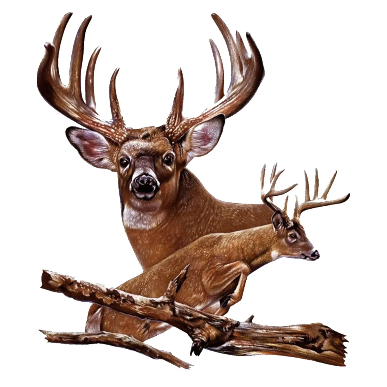 Majestic Deer Buck Sticker,  Wildlife Hunting Style Decal with Antlered Whitetail Design, Rustic Outdoor Art for Truck Window, Laptop, Gear Box, Gift for Hunters & Nature Lovers