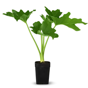 Mini Philodendron Selloum Hope - Live Starter Plant for Indoor/ Outdoor
