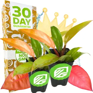 (2-Pack) Philodendron Prince of Orange - Philodendron by Wellspring Gardens - Vibrant, Easy Care Indoor - Outdoor Plant with Dynamic Color - Changing Foliage - Plant Enthusiast - Garden Plants