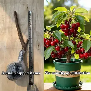 High-Quality Black Cherry Tree Sapling – Healthy & Fast-Growing, Perfect for Home Orchard, Simple to Plant for Every Gardener