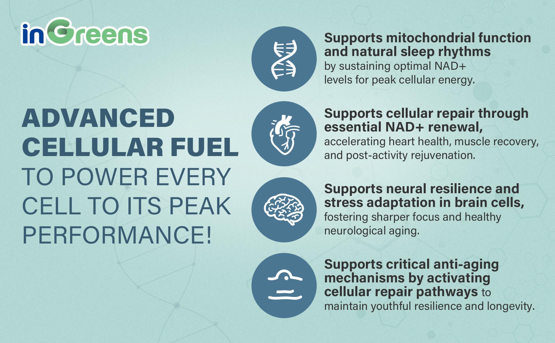 inGreens 2 Cup NAD+ Supplement 1800 mg with Nicotinamide Riboside 200mg, Trans Resveratrol 200mg, Trimethylglycine 200mg，Boost NAD+, Cellular Energy and DNA Repair, 120 Softgels non-pharmaceutical Fitness Healthcare Dietary Edible