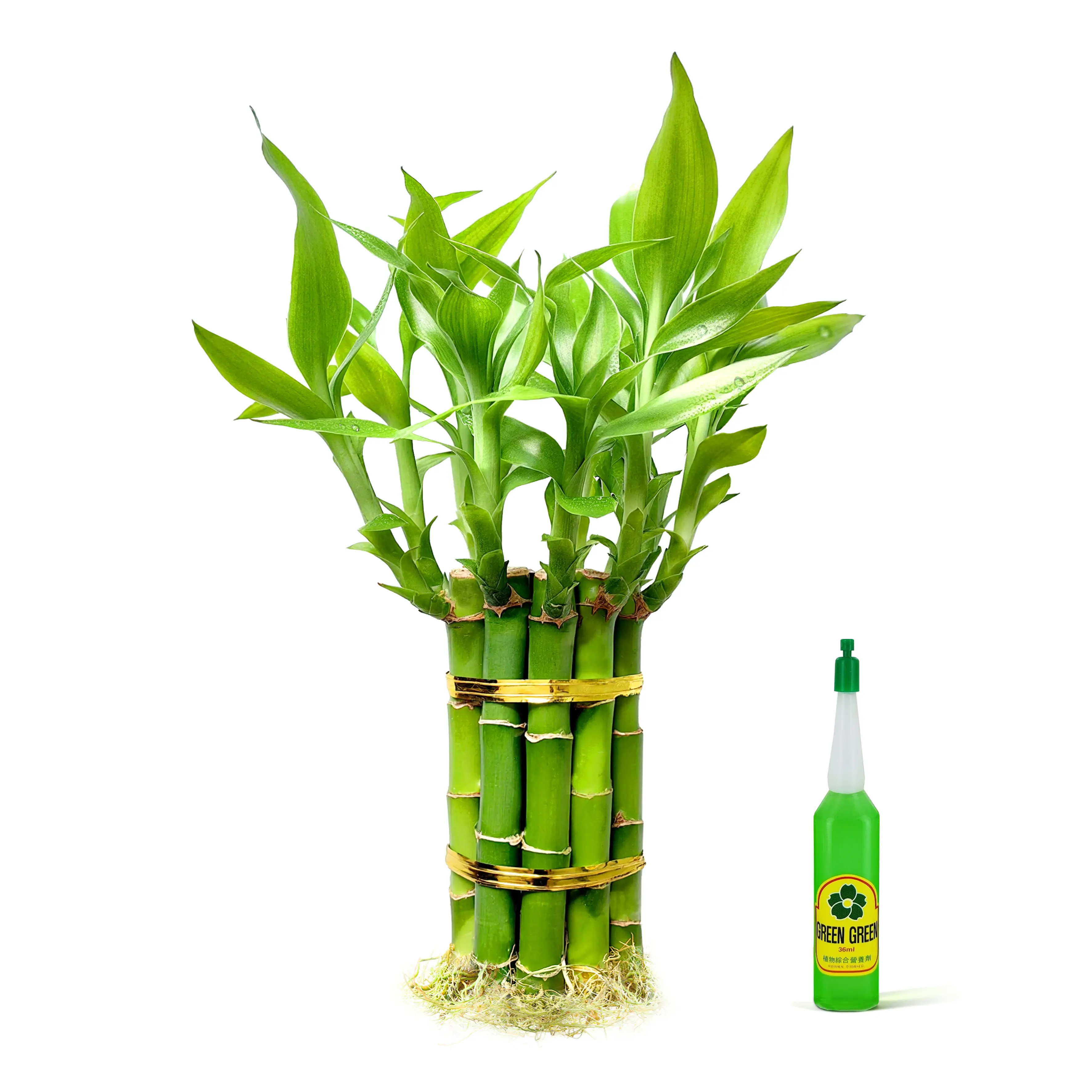 Lucky Bamboo Plant 10 Stalks | Live Indoor Water Plant for Home Office Decor (4, 6 & 8 Inch)