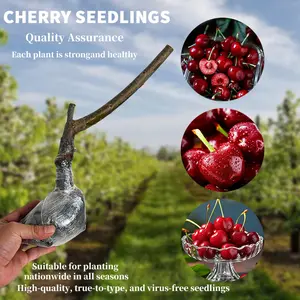 Organic & All-Natural Washington Cherry Fruit Trees / Healthy Cherry Seedlings – Great for Small Gardens & Pots, Ready to Plant