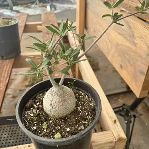 Fockea Edulis 1gal Pot Plant