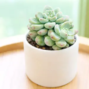 Sedum Clavatum