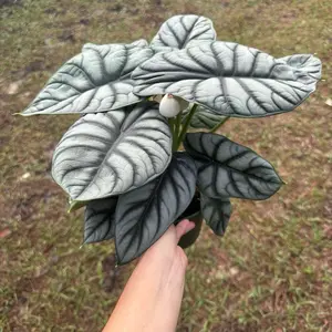 Alocasia Silver Dragon 6” – Unique Tropical Plant with Striking Silvery Leaves for a Sophisticated Green Touch in 4" Pot Ready for Indoor Elegance
