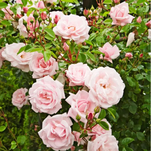 Pink New Dawn Rose Plants Climbing, Roses Bushes Plant Live Tree, Fragrant and Well-Rooted, Starter 4 to 7 Inc Tall, Vining Roses for Planting Outdoor