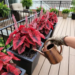 Blood Rose Hosta Seeds, perennial plant, easy to grow, suitable for creating a striking garden all year round, with contrasting foliage