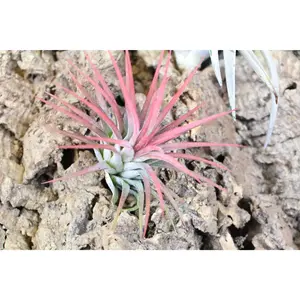 Tillandsia Ionantha Mexican Air Plants [5 Pack]