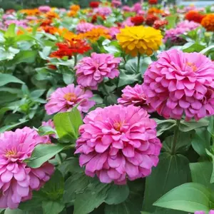 Zinnia Seeds, California Giants Mix, 1,0000+ Bulk Garden Flower Seeds for Planting Outdoors, Mixed Colors and Large Blooms, Attracts Pollinators, Easy to Grow