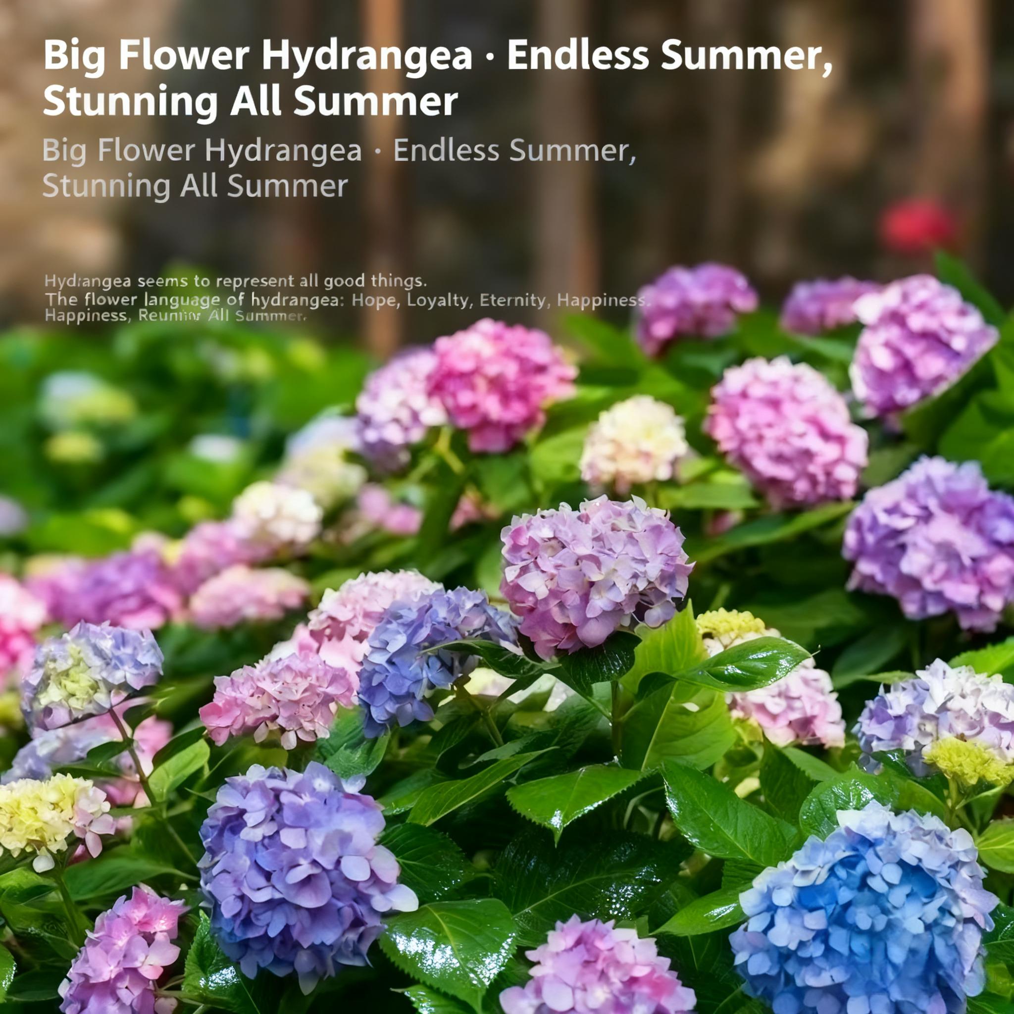 100+Mixed Hydrangea Seeds - Fast-Growing Shrub Flowers for Beautiful Outdoor Garden Décor, Fragrant Blooms, Easy to Grow, Perfect for Landscaping, Home & Garden Lovers, Ideal for Gifts 100+Mixed Hydrangea Seeds - Fast-Growing Shrub Flowers for Beautiful Outdoor Garden Décor, Fragrant Blooms, Easy to Grow, Perfect for Landscaping, Home & Garden Lovers, Ideal for Gifts
