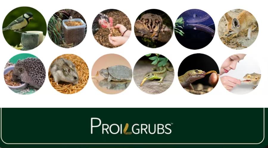 PROILGRUBS 10 LBS Non-GMO Dried Worms for Chickens High Protein Treats 4.55 kg All-Natural Black Soldier Fly Larvae for Higher Egg Productivity & Stronger Egg Shells Enhance Sustainable Organic Snack Nicer Feather   High Protein Black Soldier Fly Larvae