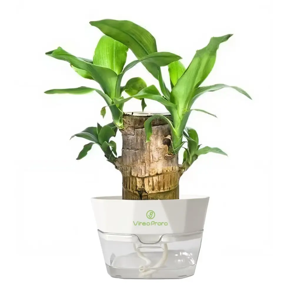 6-Inch Brazilian Lucky Wooden Topiary Artificial Tree with Ceramic Tray - 2.46" Desk Fit Feng Shui Home Decor Ornaments, Easy-Care Plant, Humidity-Boosting Indoor Gift