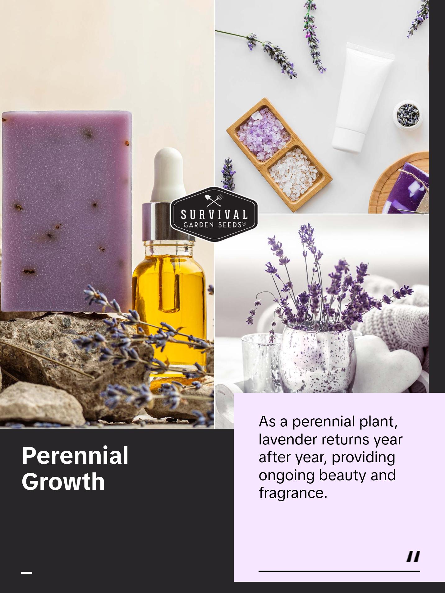 Survival Garden Seeds Lavender Seed for Garden Planting - Fragrant Flowers Non-GMO Heirloom Lavandula Herb for Relaxing & Drought Tolerant Perennial Favorite