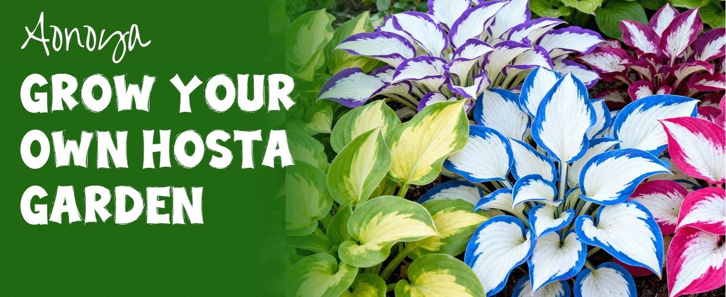Hosta Seeds – Perennial Shade Plant for Garden and Yard Plant Seeds Rare Hosta Flower Seeds for Perennial Shade Garden Ornamental Foliage for Landscaping Outdoor Easy To Grow Hummingbird Attractors Family Activity