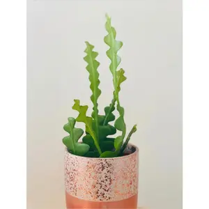 Fishbone Cactus - Epiphyllum Anguliger - 4" Pot